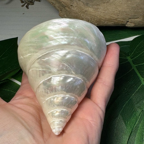 LARGE PEARLIZED COMMERCIAL TROCHUS TOP SHELL DISPLAY COLLECTOR SEASHELL COASTAL - Picture 4 of 15